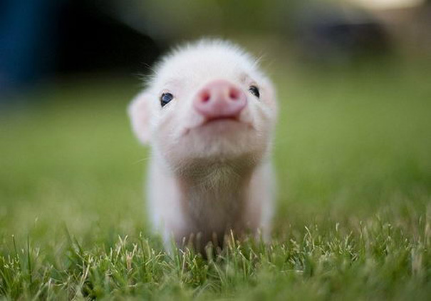 baby pig