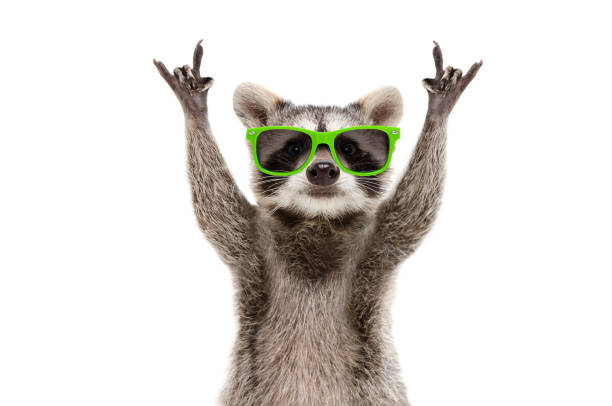 racoon